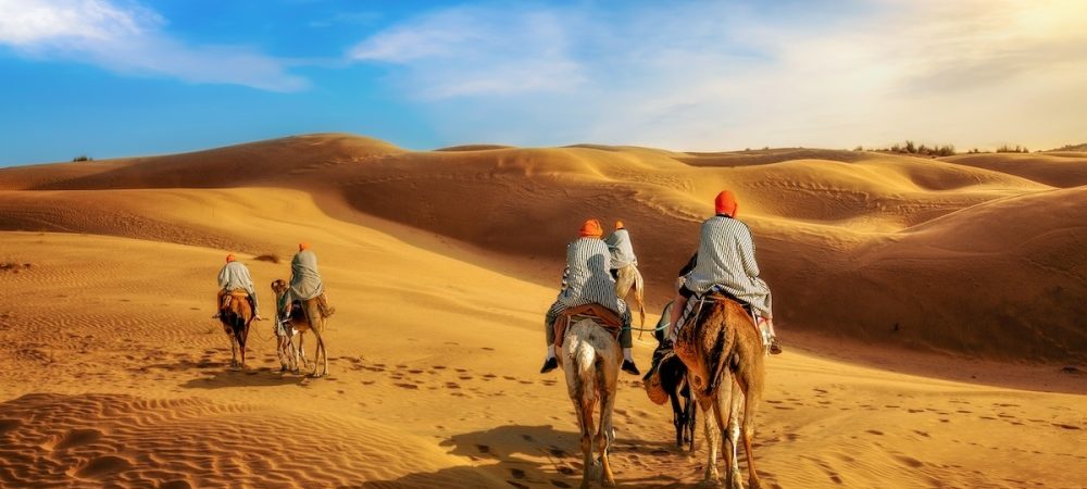 Camel caravan at the Thar desert Jaisalmer Rajasthan at sunset.